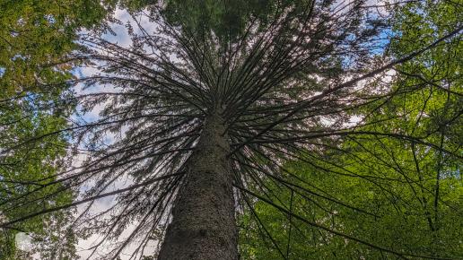 Arboretum Bukovina