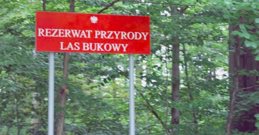 Las Bukowy w Głuchołazach - zdjęcie