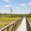 Ścieżka przyrodnicza Dąb Dominik w Poleskim Parku Narodowym