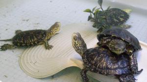 Ośrodek Ochrony Żółwia Błotnego w Urszulinie - zdjęcie
