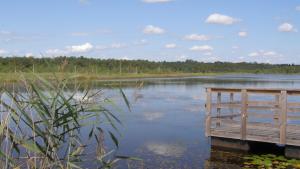 Jezioro Moszne w Poleskim Parku Narodowym - zdjęcie
