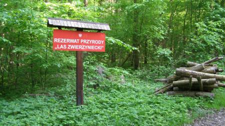 Rezerwat Las Zwierzyniecki w Białymstoku - zdjęcie
