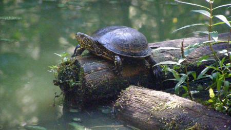 Ścieżka Żółwik w Starym Załuczu - zdjęcie
