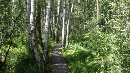 Ścieżka przyrodnicza Spławy w Poleskim Parku Narodowym - zdjęcie