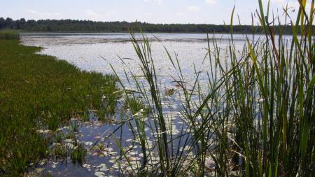 Jezioro Łukie w Poleskim Parku Narodowym - zdjęcie