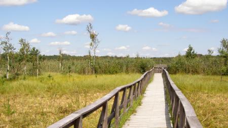 Ścieżka przyrodnicza Dąb Dominik w Poleskim Parku Narodowym - zdjęcie