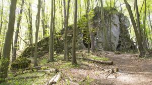 Zamek Ostrężnik - zdjęcie