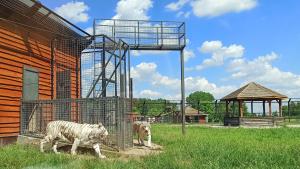Zoo Safari Borysew - zdjęcie