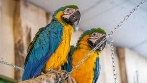 Papugarnia w Opolu - zdjęcie