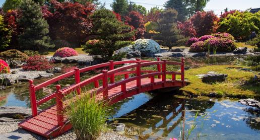 Zobacz piękny Ogród Japoński w Pisarzowicach! - zdjęcie