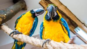 Papugarnia Egzotyczne Zakopane - zdjęcie