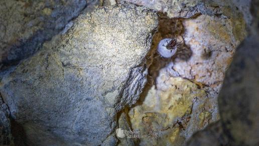Jaskinia Głęboka w Podlesicach, pająk sieciarz jaskiniowy