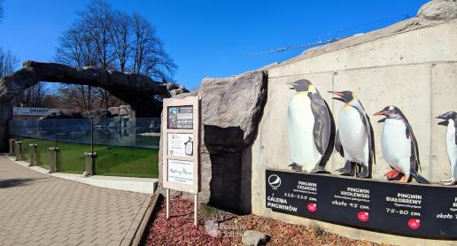 Pingwiny znów w Śląskim Zoo! - zdjęcie