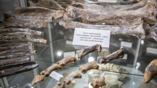 Kości zwierząt z epoki lodowcowej