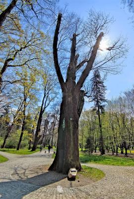 Dąb Franciszek - najstarsze drzewo żywiecczyzny