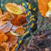 Magurski Park Narodowy, Salamandra plamistausz