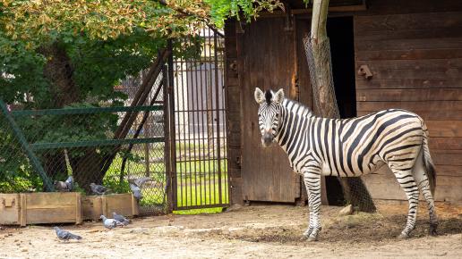 Zoo Łódź, zebra Chapmana