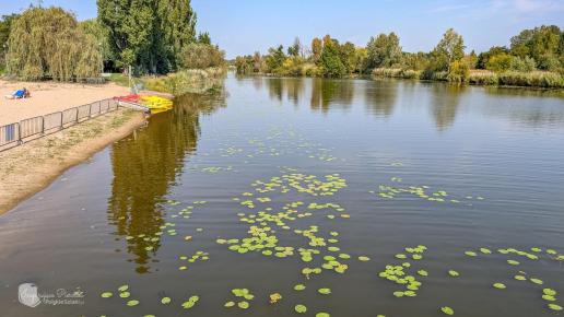 Legnica Staw Kormoran