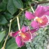 pośród orchideii czyli w łańcuckiej storczykarni, łukasz i Gocha