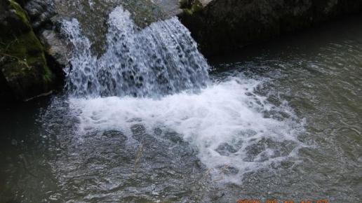 Rezerwat Białej Wody - Pieniny, Agnieszka Twardowska