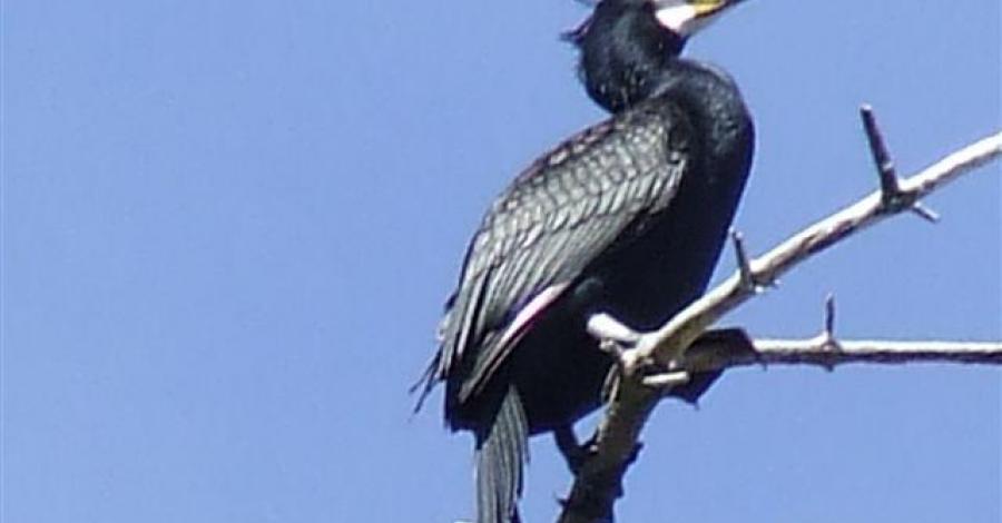 Tropem kormoranów - zdjęcie