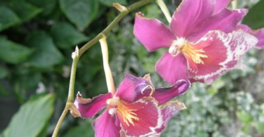 pośród orchideii czyli w łańcuckiej storczykarni - zdjęcie