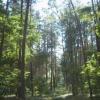 Las w okolicach Leszna