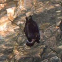 Hibernujący nietoperz w podziemiach tarnogórskich