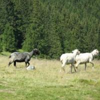 Owce na Rusinowej Polanie, Joanna Bochenek