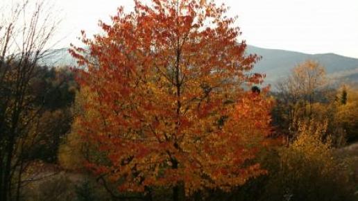 Piękne kolory jesieni, Teresa Nowak
