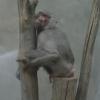 ogród zoologiczny, dziwna poza małpy, Katarzyna Jamrozik