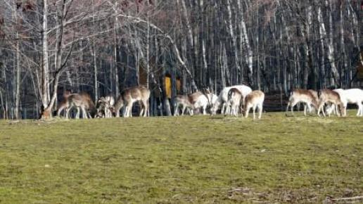 Leśny park niespodzianek, Paweł