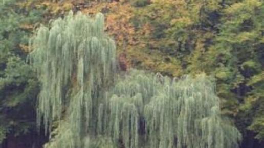 Uroczysko II, Majka