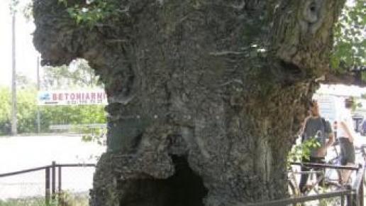 Stare drzewo po drodze z ogromną dziurą w środku, lavinka