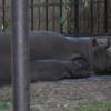Miesięczny hipopotamek z mamą:), Izabela