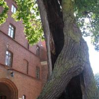 Frombork - dąb Mikołaj