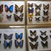 Dom Rybaka - Wystawa Motyli, Darek