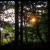 Wschodzące słońce w lesie, Grzegorz Binkiewicz