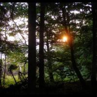 Wschodzące słońce w lesie, Grzegorz Binkiewicz