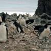 Pingwiny antarktyczne, Livingston Island , Kuba Terakowski
