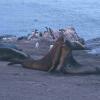Słonie morskie, Hannah Point, Livingston Island , Kuba Terakowski