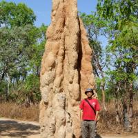 Australijskie termity, Marcin F.