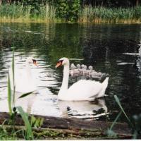 Maruszów, elzbieta reimus