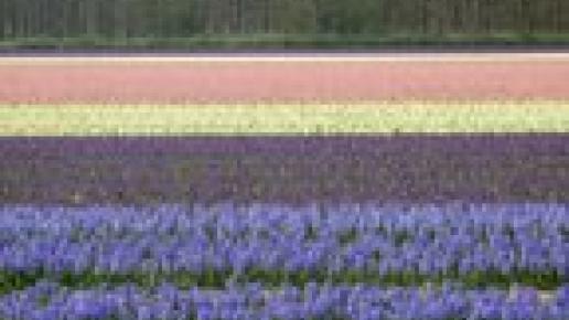 Wyspy Fryzyjskie - Texel, Marta