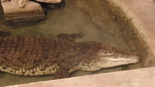 zoo -krokodyl, łukasz i Gocha