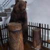 muzeum tatrzańskie - niedźwiedź, krystyna