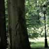 Cień UFO na drzewie, MM
