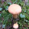 , Janek