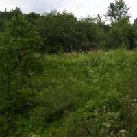 Przysłup., Janek