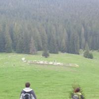, Janek